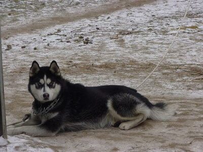 Où promener son chien à Nice