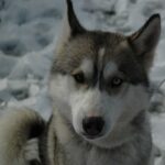 Où promener son chien à Toulon