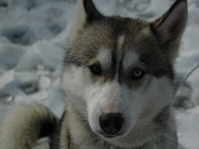 Où promener son chien à Toulon