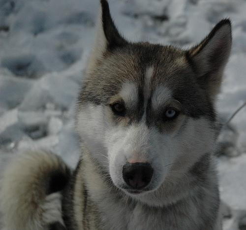 Où promener son chien à Toulon
