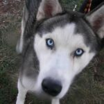 Les meilleures balades avec son chien dans le Var (83)