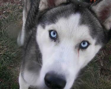 Les meilleures balades avec son chien dans le Var (83)