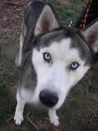 Les meilleures balades avec son chien dans le Var (83)