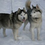 Les meilleures balades avec son chien dans le Vaucluse (84)