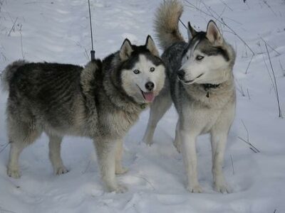 Les meilleures balades avec son chien dans le Vaucluse (84)