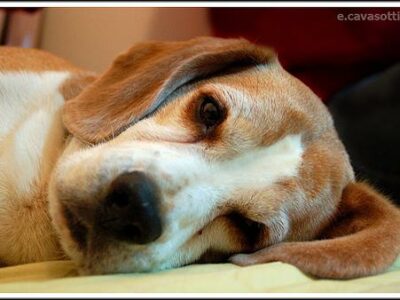 Beagle