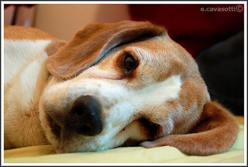 Beagle