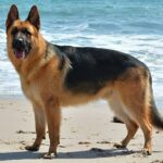Berger Allemand