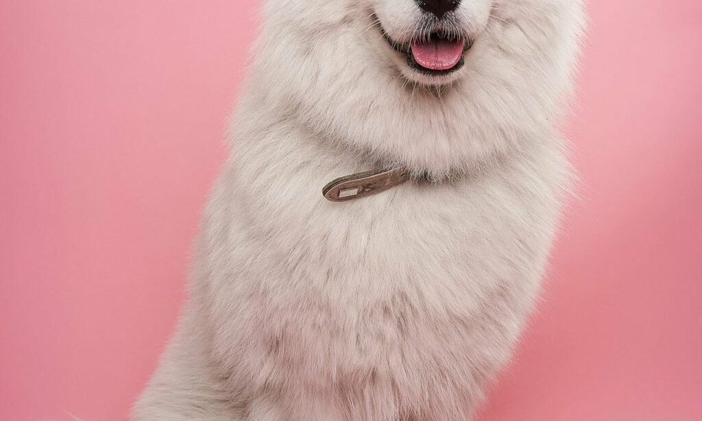 Berger australien : tout savoir avant d&rsquo;en adopter un