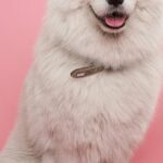 Berger australien dans un pré — race énergique et intelligente