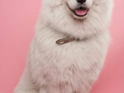 Berger australien : tout savoir avant d&rsquo;en adopter un