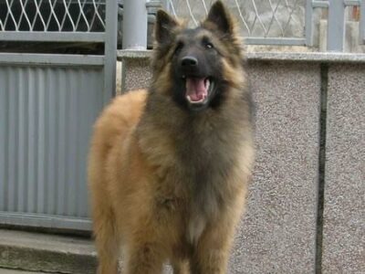 Berger Belge Malinois