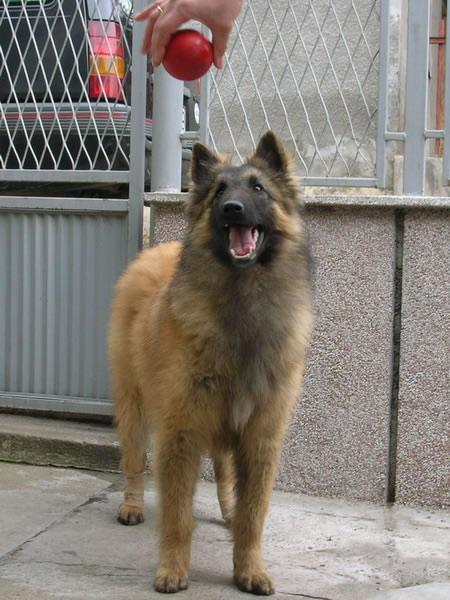 Berger Belge Malinois