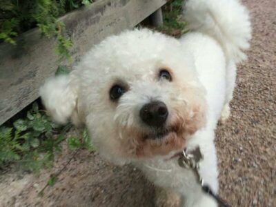 Bichon Frisé