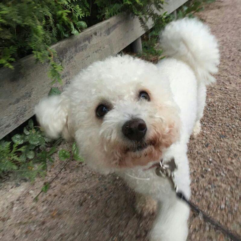 Bichon Frisé