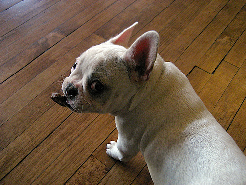 Bouledogue Français