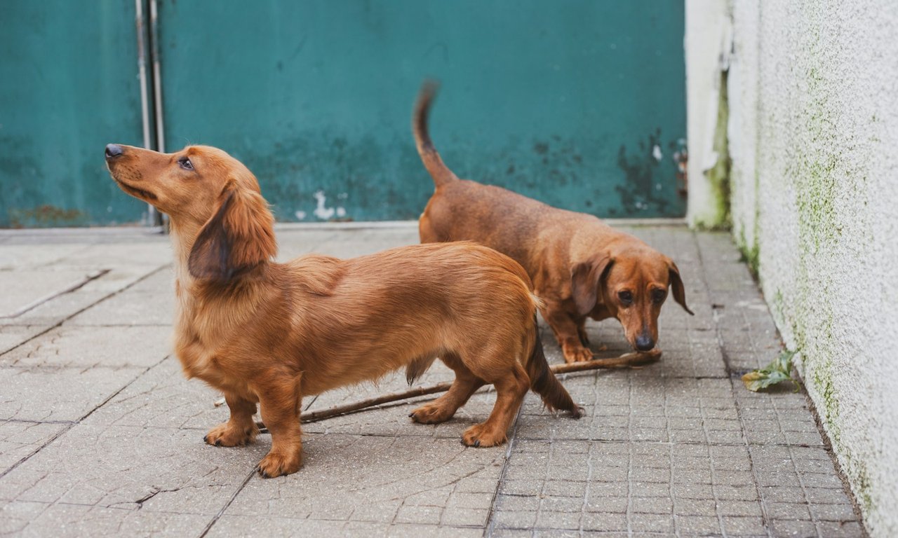 Bouledogue français — compagnon idéal en appartement