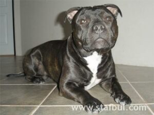 Staffordshire Bull Terrier