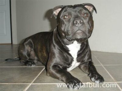 Staffordshire Bull Terrier