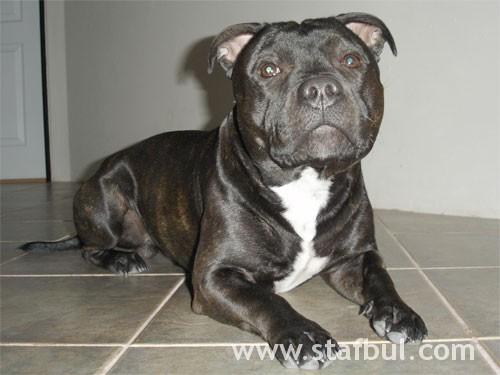 Staffordshire Bull Terrier