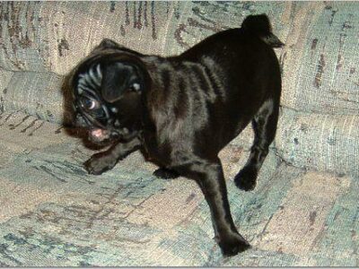 Carlin (Pug)
