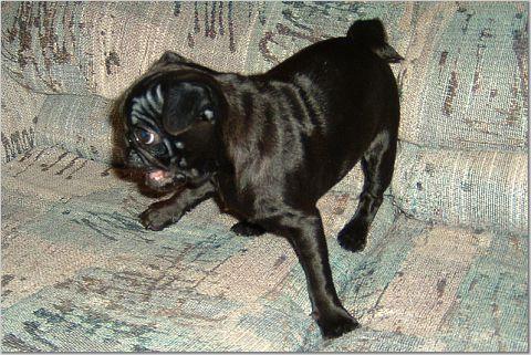 Carlin (Pug)