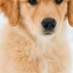 Cavalier King Charles dans l'herbe — petit chien au grand coeur