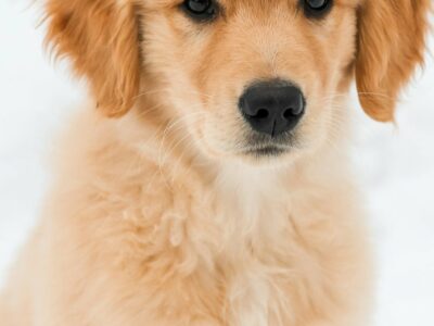 Cavalier King Charles : le petit chien qui a tout d&rsquo;un grand
