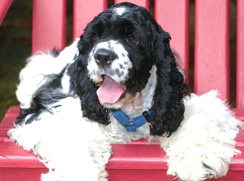 Cavalier King Charles Spaniel