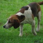Mon chien aboie trop : causes et solutions