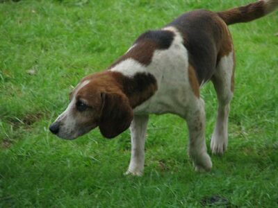 Mon chien aboie trop : causes et solutions