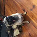 Quel chien pour un appartement ? Top 10 des races adaptées