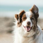 Chiot attentif — apprendre la propreté et les bases de l'éducation