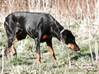Dobermann