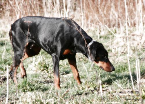 Dobermann