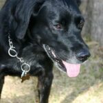 Meilleure gamelle anti-glouton pour chien