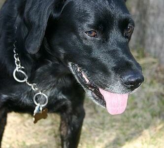 Meilleure gamelle anti-glouton pour chien