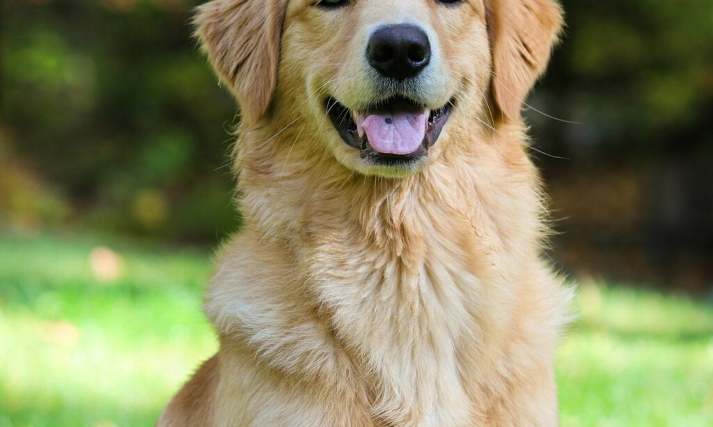Golden Retriever vs Berger Australien : lequel choisir en 2026 ?