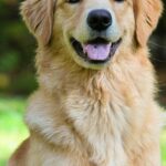 Golden retriever souriant — chien de famille par excellence