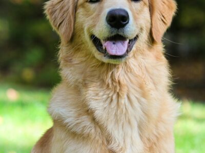 Golden retriever souriant — chien de famille par excellence