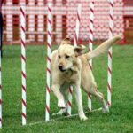 Comment bien nourrir son chien : le guide complet de l'alimentation canine