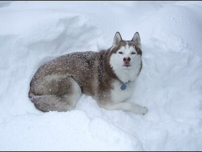 Husky Sibérien