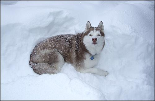 Husky Sibérien