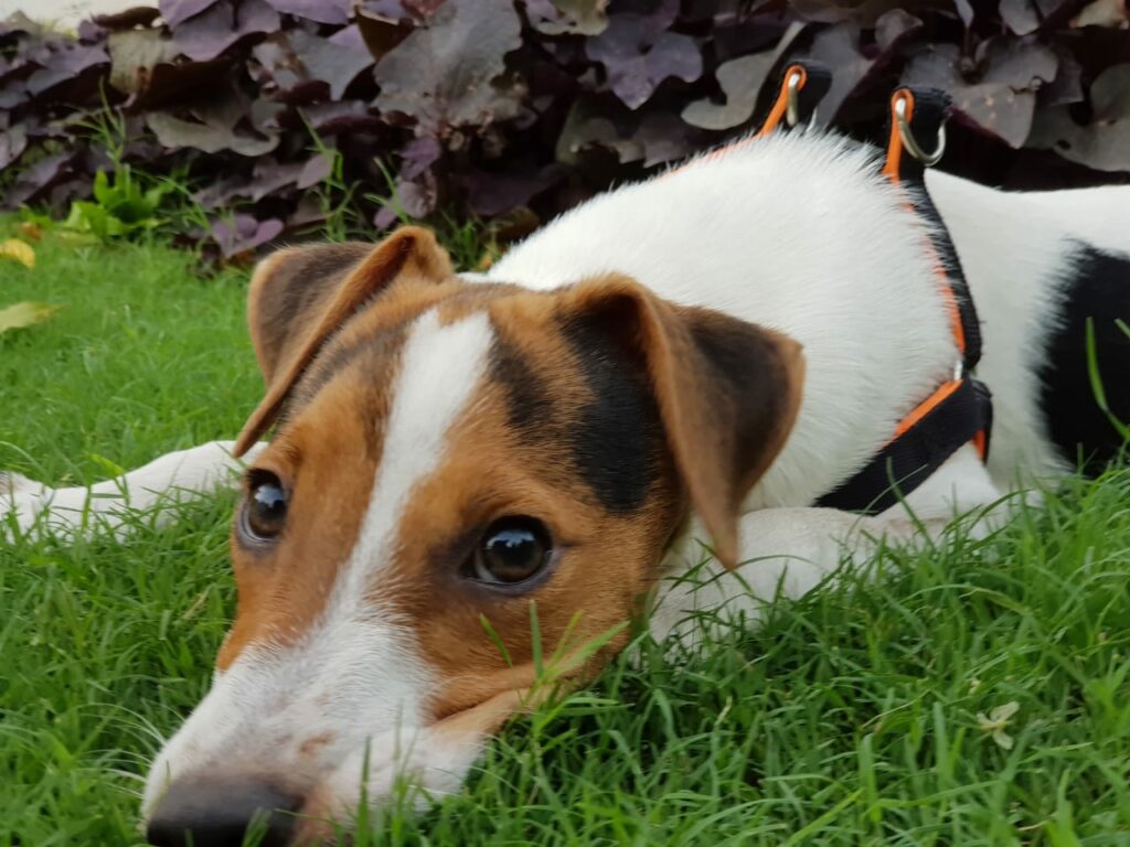 Jack Russell Terrier