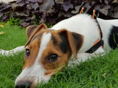 Jack Russell Terrier
