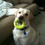 Les 10 meilleurs jouets indestructibles pour chien