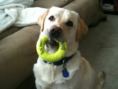 Les 10 jouets indestructibles préférés des chiens