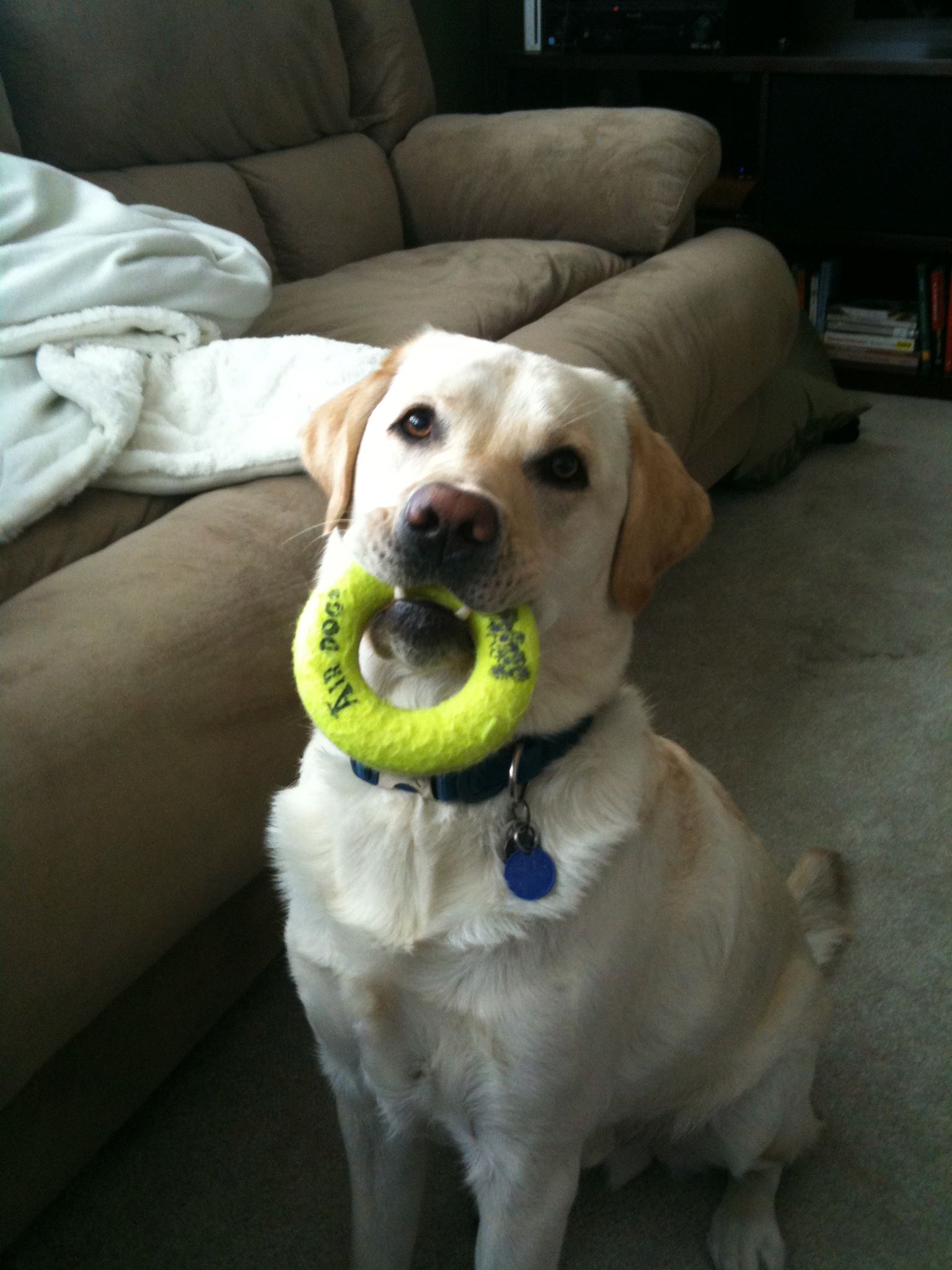 Les 10 meilleurs jouets indestructibles pour chien