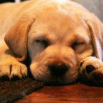 Les 10 meilleurs jouets d'intelligence pour chien