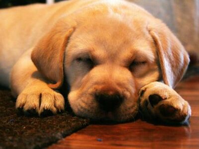 Les 10 meilleurs jouets d'intelligence pour chien